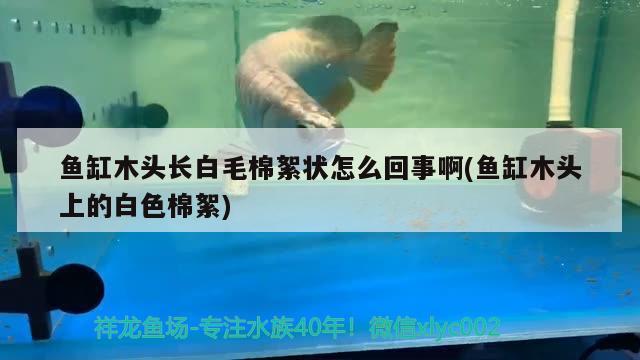 鱼缸木头长白毛棉絮状怎么回事啊(鱼缸木头上的白色棉絮)