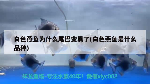 白色燕鱼为什么尾巴变黑了(白色燕鱼是什么品种) 观赏鱼