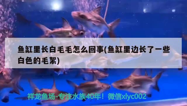 鱼缸里长白毛毛怎么回事(鱼缸里边长了一些白色的毛絮) 萨伊蓝鱼