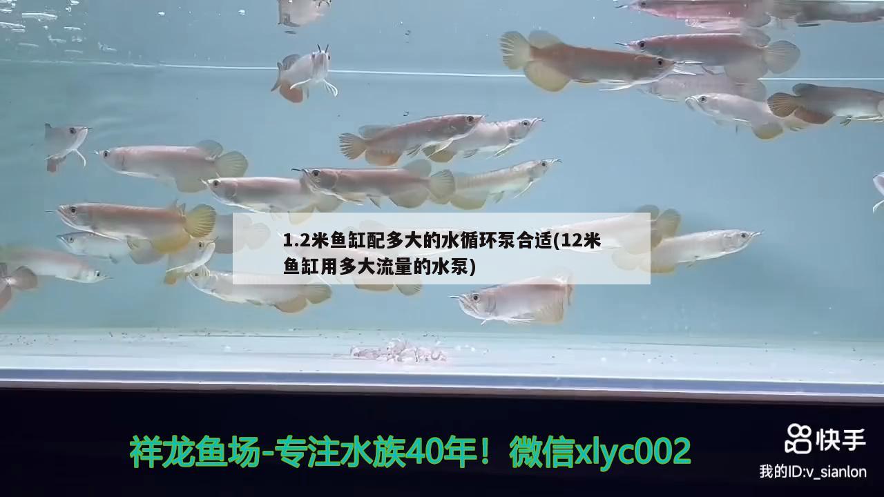 1.2米鱼缸配多大的水循环泵合适(12米鱼缸用多大流量的水泵)