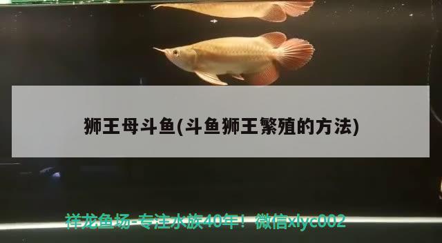 狮王母斗鱼(斗鱼狮王繁殖的方法)