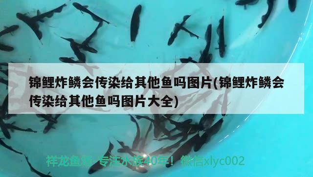 锦鲤炸鳞会传染给其他鱼吗图片(锦鲤炸鳞会传染给其他鱼吗图片大全) 观赏鱼