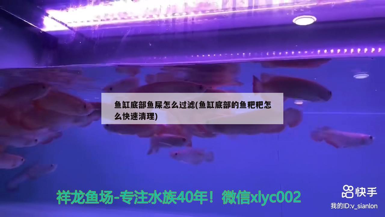 鱼缸底部鱼屎怎么过滤(鱼缸底部的鱼粑粑怎么快速清理)