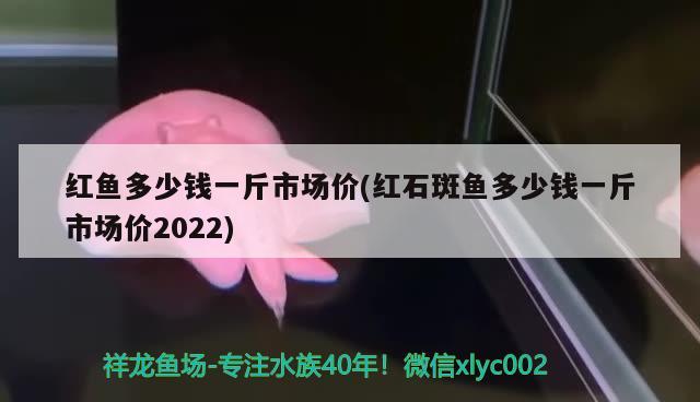 红鱼多少钱一斤市场价(红石斑鱼多少钱一斤市场价2022)