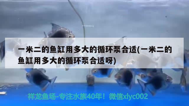 一米二的鱼缸用多大的循环泵合适(一米二的鱼缸用多大的循环泵合适呀)