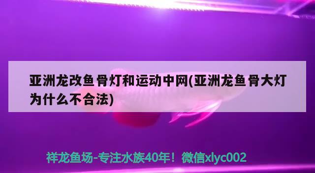 亚洲龙改鱼骨灯和运动中网(亚洲龙鱼骨大灯为什么不合法) 观赏鱼