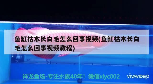 鱼缸枯木长白毛怎么回事视频(鱼缸枯木长白毛怎么回事视频教程)