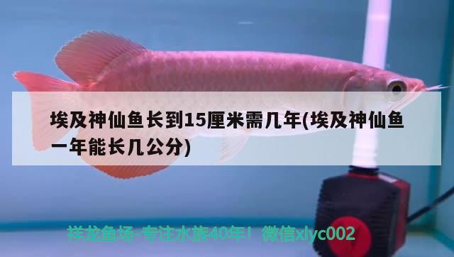 埃及神仙鱼长到15厘米需几年(埃及神仙鱼一年能长几公分) 埃及神仙鱼