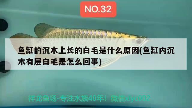 鱼缸的沉木上长的白毛是什么原因(鱼缸内沉木有层白毛是怎么回事)