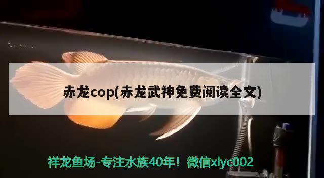 赤龙cop(赤龙武神免费阅读全文)