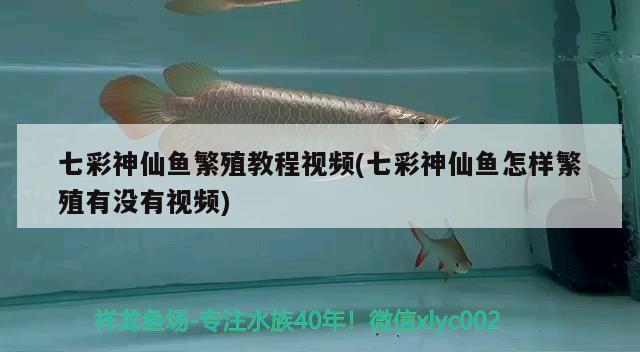 七彩神仙鱼繁殖教程视频(七彩神仙鱼怎样繁殖有没有视频) 七彩神仙鱼