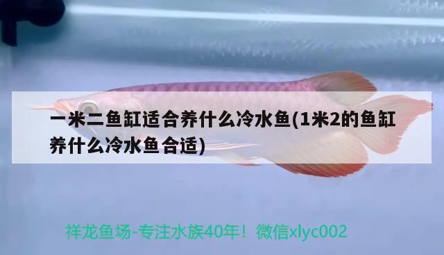 一米二鱼缸适合养什么冷水鱼(1米2的鱼缸养什么冷水鱼合适) 黄金达摩鱼