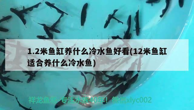 1.2米鱼缸养什么冷水鱼好看(12米鱼缸适合养什么冷水鱼)