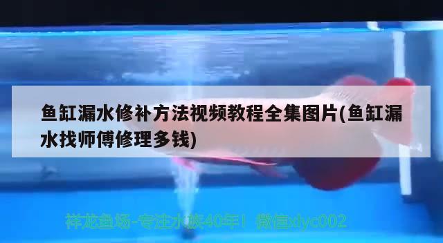 鱼缸漏水修补方法视频教程全集图片(鱼缸漏水找师傅修理多钱)