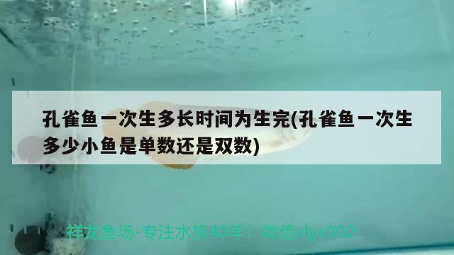 孔雀鱼一次生多长时间为生完(孔雀鱼一次生多少小鱼是单数还是双数) 观赏鱼