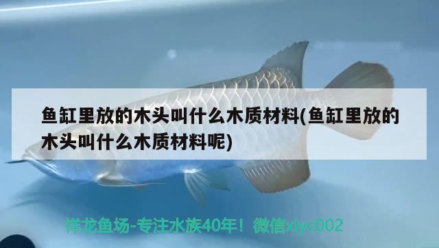 鱼缸里放的木头叫什么木质材料(鱼缸里放的木头叫什么木质材料呢) 祥龙水族医院