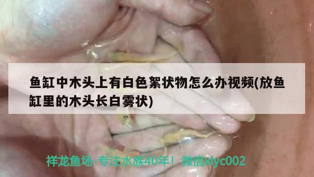 鱼缸中木头上有白色絮状物怎么办视频(放鱼缸里的木头长白雾状)