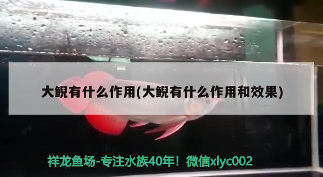 大鲵有什么作用(大鲵有什么作用和效果) 观赏鱼 第2张