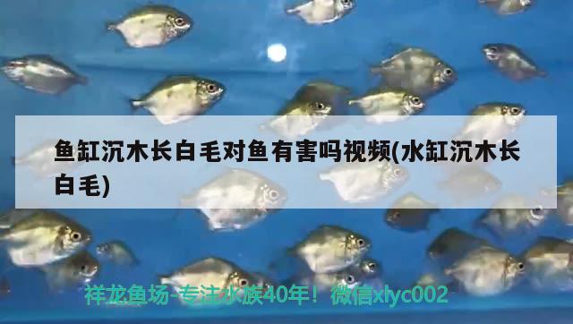 鱼缸沉木长白毛对鱼有害吗视频(水缸沉木长白毛) 黄金河虎鱼