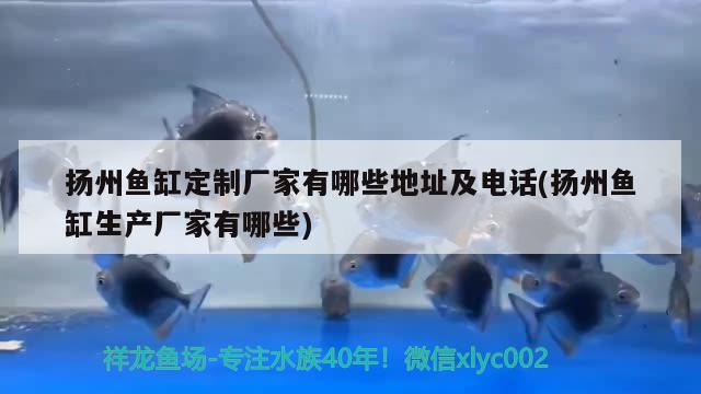 扬州鱼缸定制厂家有哪些地址及电话(扬州鱼缸生产厂家有哪些) 朱巴利鱼苗