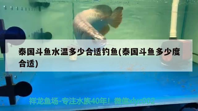 泰国斗鱼水温多少合适钓鱼(泰国斗鱼多少度合适)