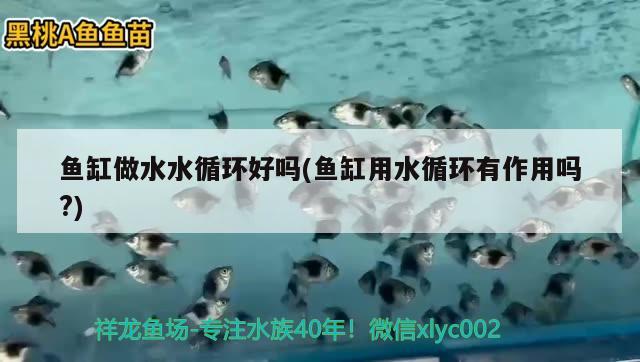 鱼缸做水水循环好吗(鱼缸用水循环有作用吗?) 水族品牌