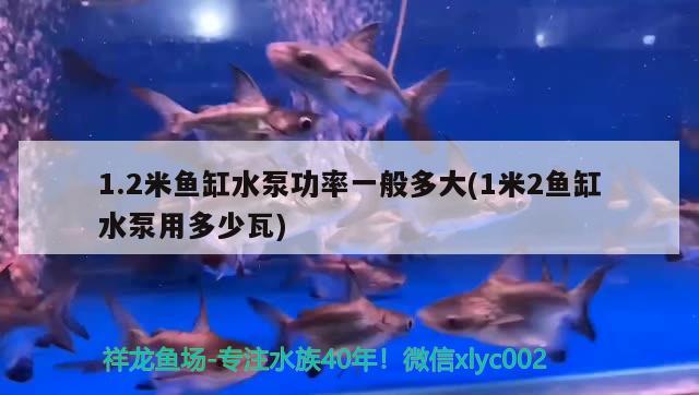 1.2米鱼缸水泵功率一般多大(1米2鱼缸水泵用多少瓦)