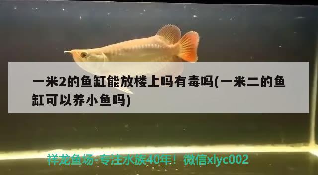 一米2的鱼缸能放楼上吗有毒吗(一米二的鱼缸可以养小鱼吗)