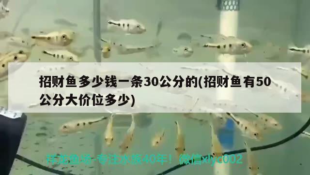 招财鱼多少钱一条30公分的(招财鱼有50公分大价位多少)