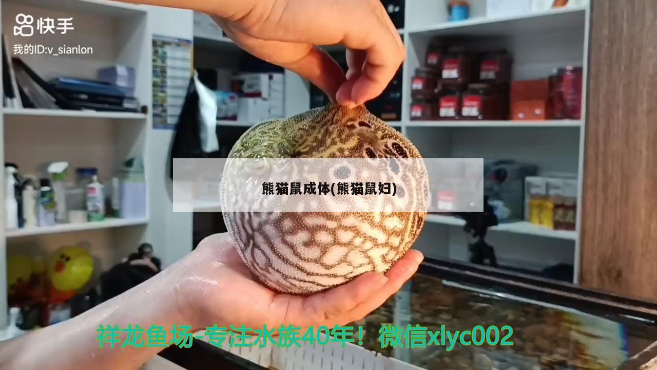 熊猫鼠成体(熊猫鼠妇)