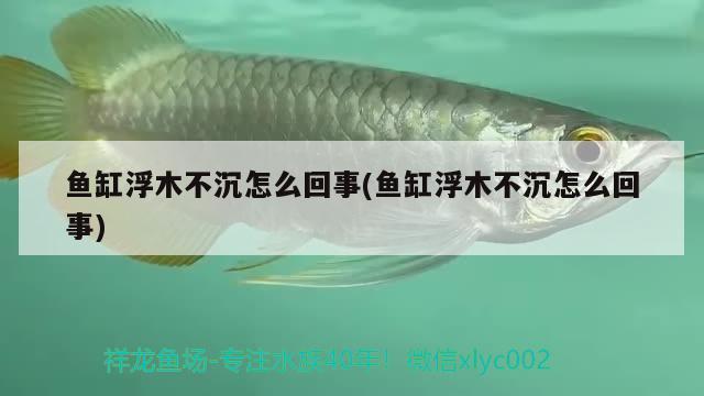 鱼缸浮木不沉怎么回事(鱼缸浮木不沉怎么回事)