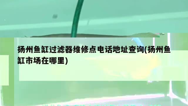 鱼缸里面的鱼长白色的毛怎么办(鱼缸里长白毛毛怎么回事) 战车红龙鱼