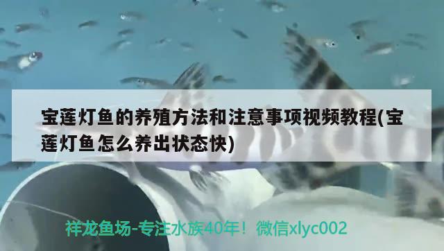 宝莲灯鱼的养殖方法和注意事项视频教程(宝莲灯鱼怎么养出状态快) 观赏鱼