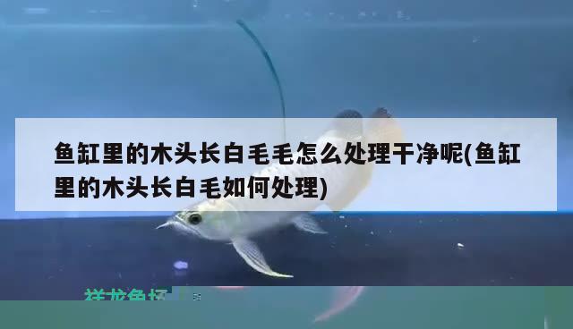 鱼缸里的木头长白毛毛怎么处理干净呢(鱼缸里的木头长白毛如何处理)