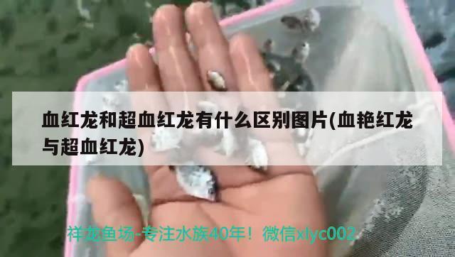 血红龙和超血红龙有什么区别图片(血艳红龙与超血红龙) 观赏鱼