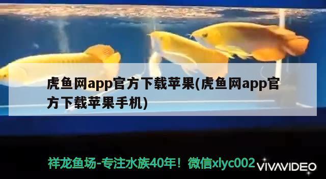 虎鱼网app官方下载苹果(虎鱼网app官方下载苹果手机) 虎鱼百科