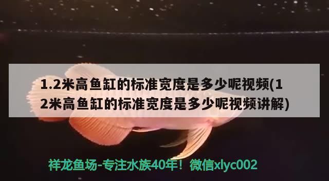 1.2米高鱼缸的标准宽度是多少呢视频(12米高鱼缸的标准宽度是多少呢视频讲解) 白子红龙鱼