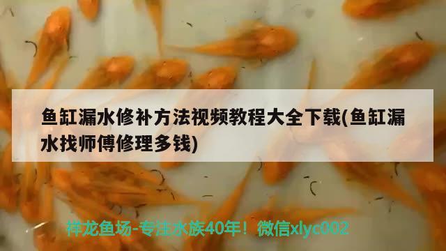 鱼缸漏水修补方法视频教程大全下载(鱼缸漏水找师傅修理多钱) 野彩鱼