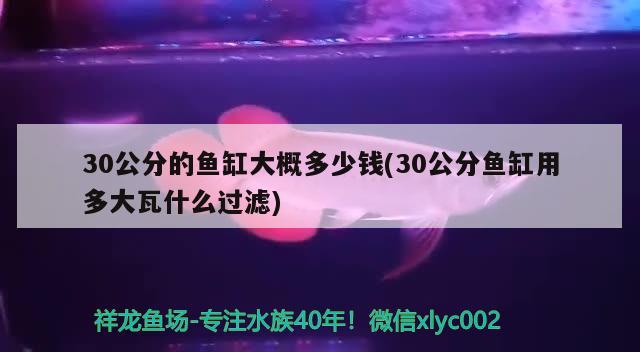 30公分的鱼缸大概多少钱(30公分鱼缸用多大瓦什么过滤) 梦幻雷龙鱼