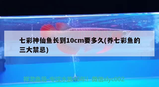 七彩神仙鱼长到10cm要多久(养七彩鱼的三大禁忌) 七彩神仙鱼