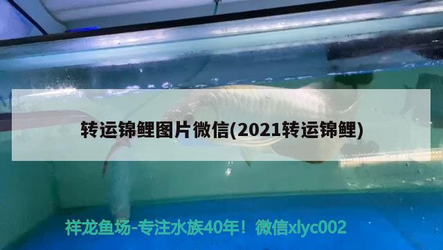 转运锦鲤图片微信(2021转运锦鲤)