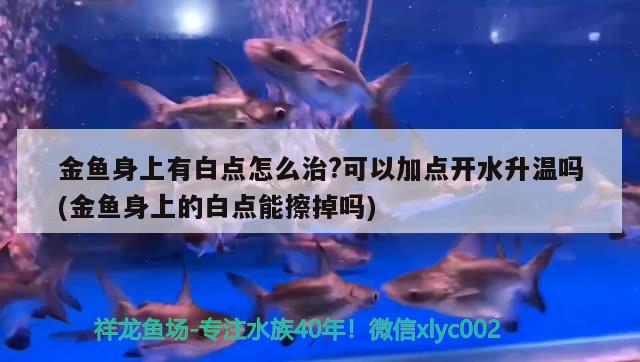 金鱼身上有白点怎么治?可以加点开水升温吗(金鱼身上的白点能擦掉吗)