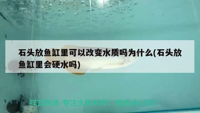 石头放鱼缸里可以改变水质吗为什么(石头放鱼缸里会硬水吗) 广州观赏鱼鱼苗批发市场