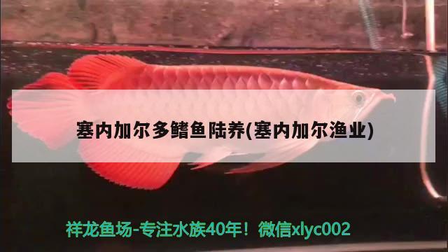 塞内加尔多鳍鱼陆养(塞内加尔渔业) 观赏鱼