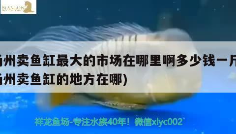 扬州卖鱼缸最大的市场在哪里啊多少钱一斤(扬州卖鱼缸的地方在哪)