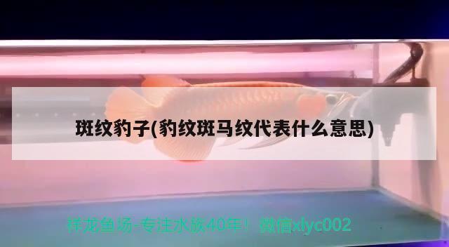 斑纹豹子(豹纹斑马纹代表什么意思) 观赏鱼