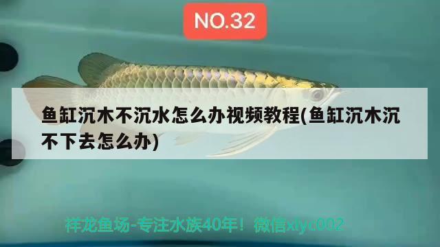 鱼缸沉木不沉水怎么办视频教程(鱼缸沉木沉不下去怎么办) 龙鱼芯片扫码器