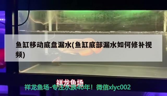 鱼缸移动底盘漏水(鱼缸底部漏水如何修补视频) B级过背金龙鱼