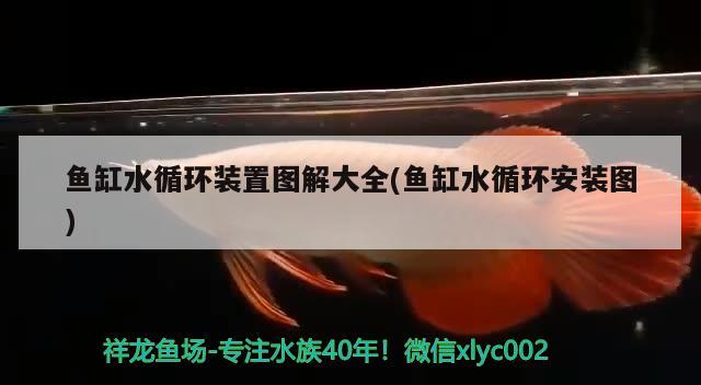 鱼缸水循环装置图解大全(鱼缸水循环安装图) 祥龙进口元宝凤凰鱼