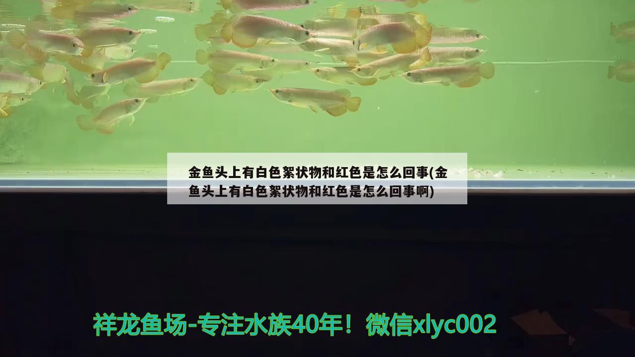 金鱼头上有白色絮状物和红色是怎么回事(金鱼头上有白色絮状物和红色是怎么回事啊)